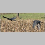 Corvus frugilegus - Saatkraehe 02.jpg